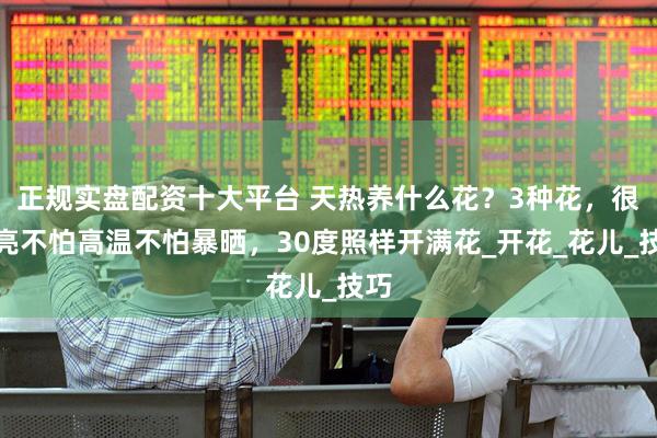 正规实盘配资十大平台 天热养什么花？3种花，很漂亮不怕高温不怕暴晒，30度照样开满花_开花_花儿_技巧